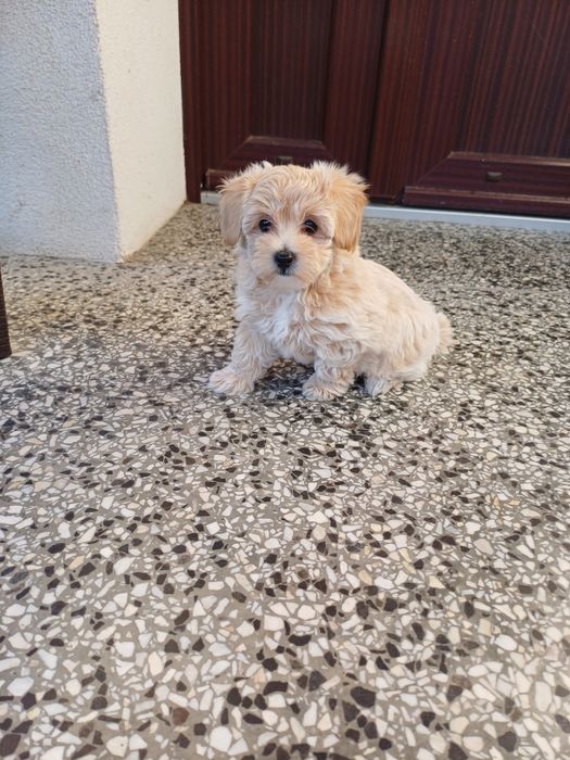 Maltipoo  sunia maluda.