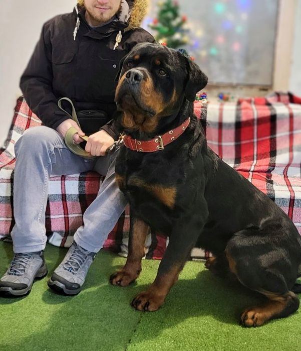 Кінолог.Навчання собак