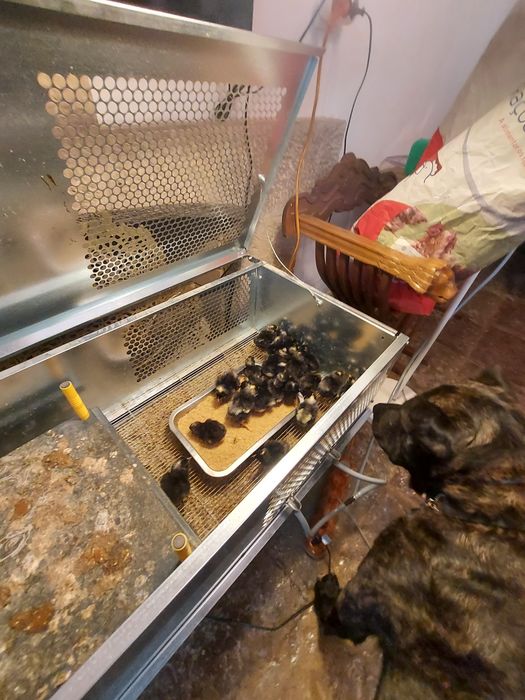 Galinhas pedres portuguesas