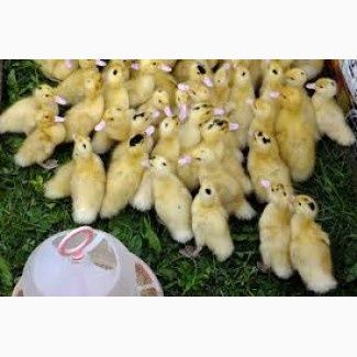 Качки,гуси,курчата,індики,кури