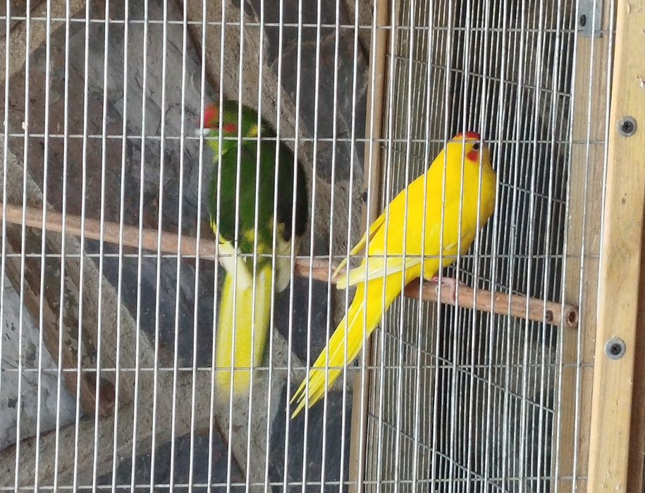 Kakarikis prontos a criar