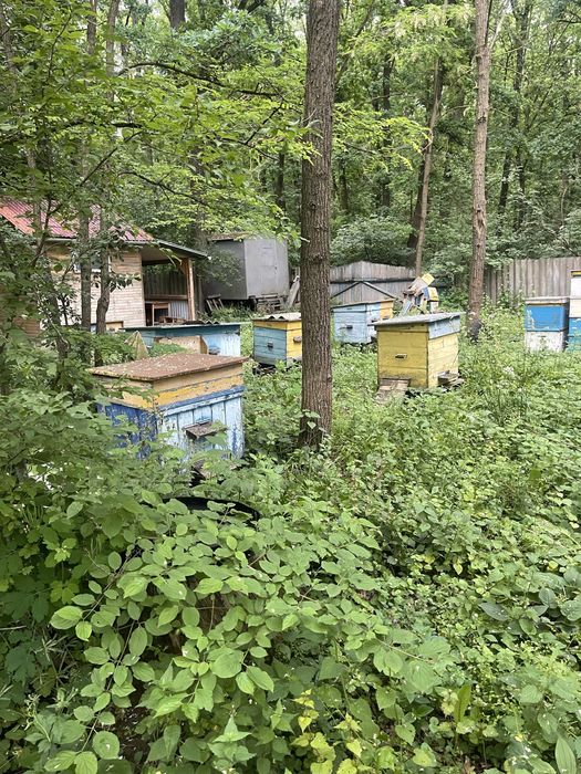 Продам пасіку разом з місцем.