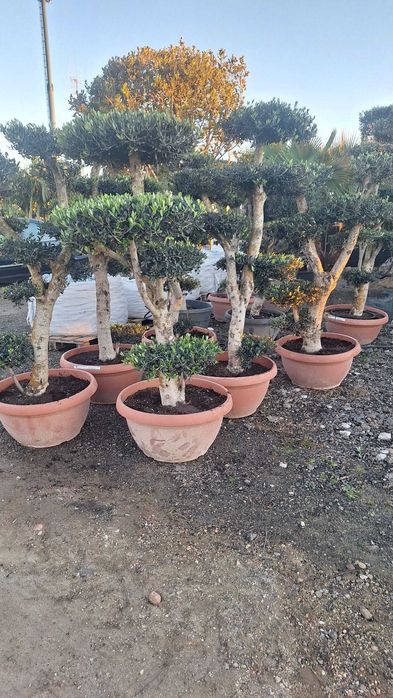 Jardim das Oliveiras