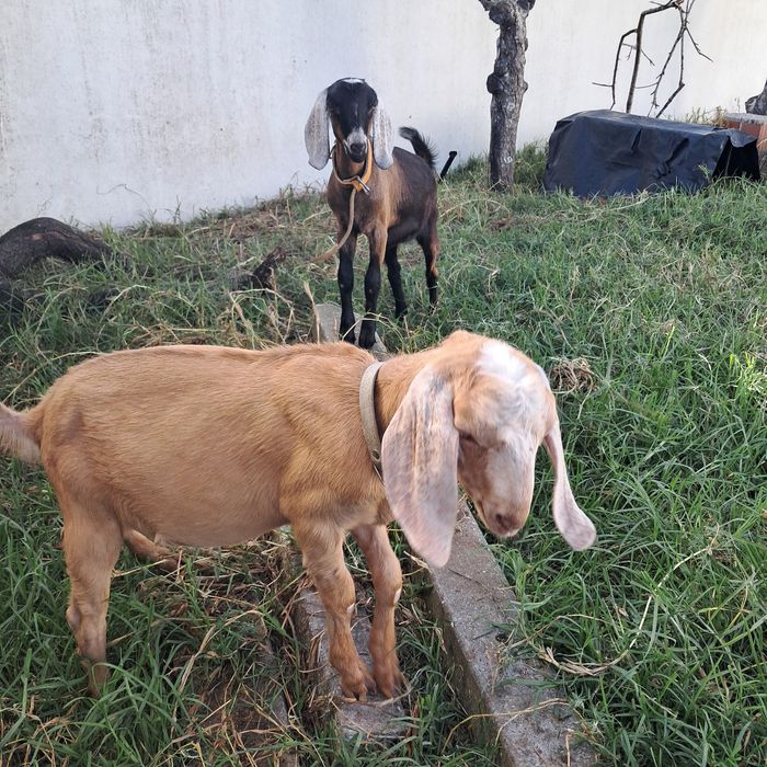 Cabras anglonubianas