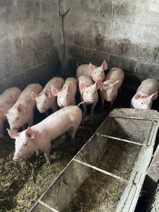 Кабанчики,черкаська область