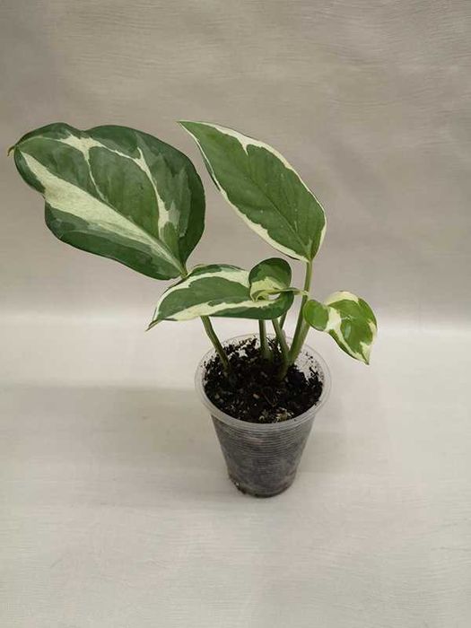 Эпипремнум Н Джой (N'Joy)