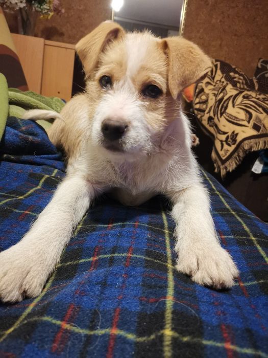 Oddam pieska w dobre ręce