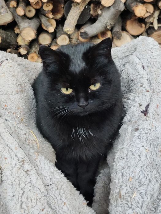 Молодая кошечка ищет дом и любящих хозяев.