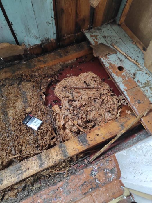 Дезинфекция Дезинсекция Дератизация