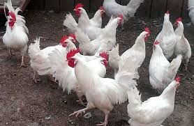 Курочки, кури, куры всього 80 грн шт