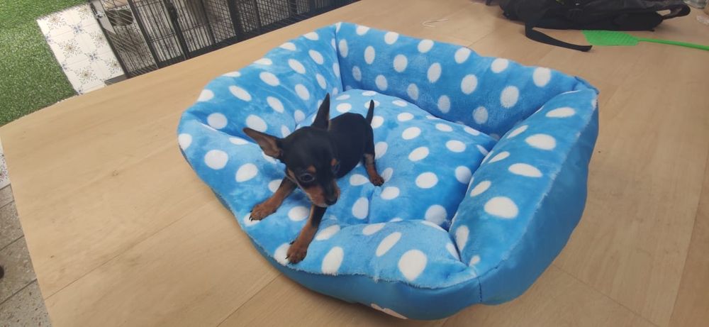 Pinscher pincher miniatura criado em ambiente familiar disponível para