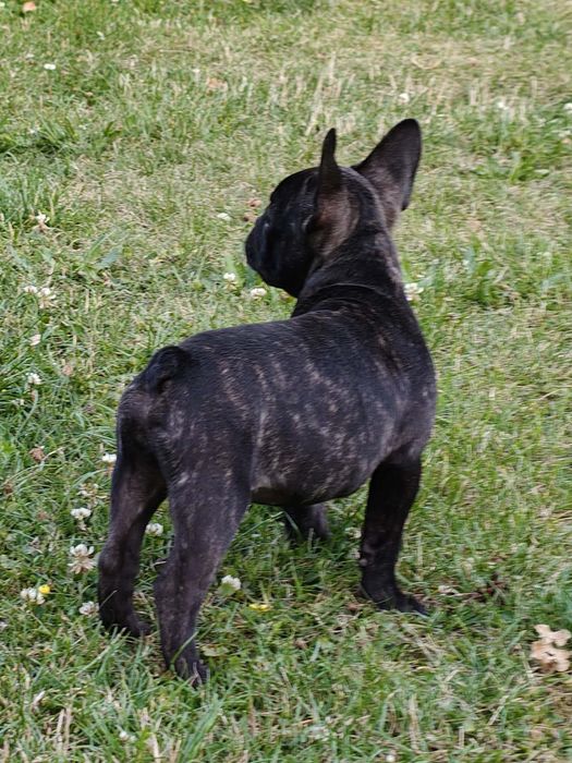 Buldog Francuski Marengo szczeniak