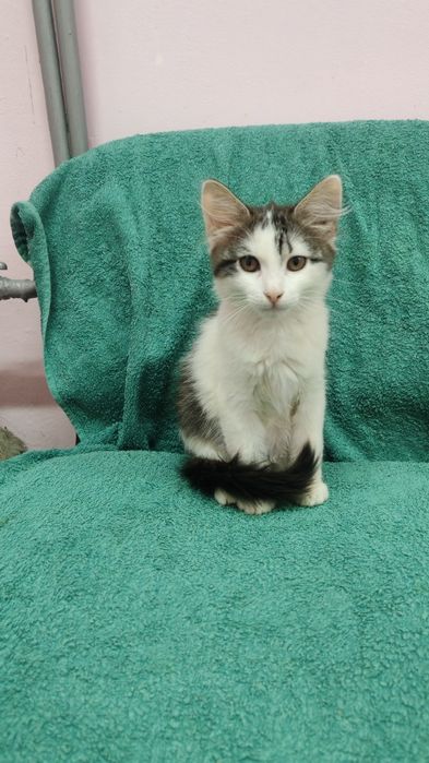 Котята 3 мес в ответственные руки