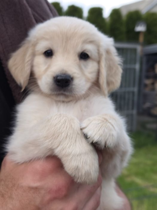 Golden Retriever-hodowla domowa