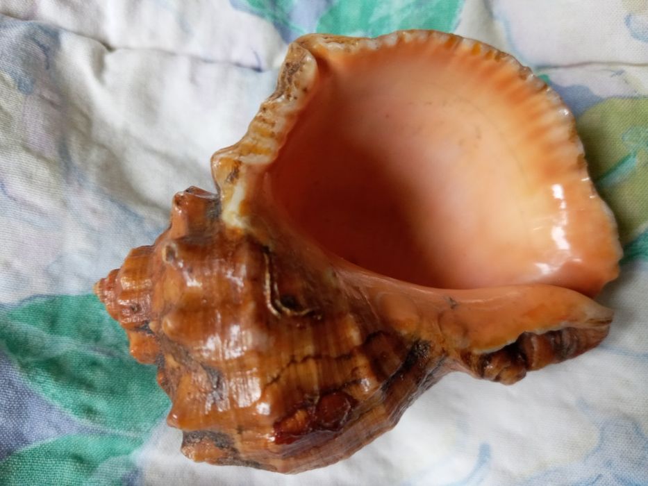 Ракушка океанская, большая.  Цвет золотисто- бронзовый. Тематика- море