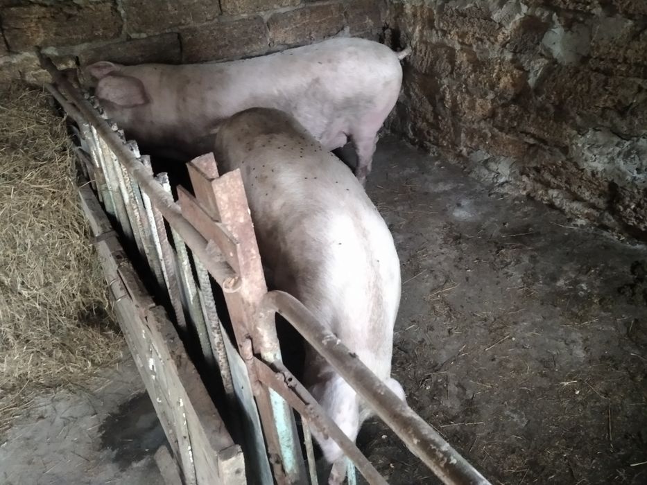 Свині живою вагою