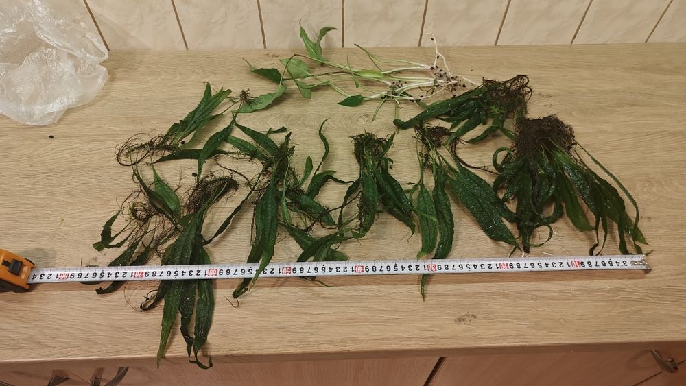 Microzorium duże Żabienica