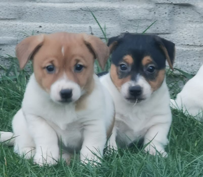 Jack russell Terrier piesek