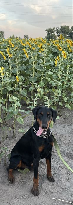 цуценята доберманів