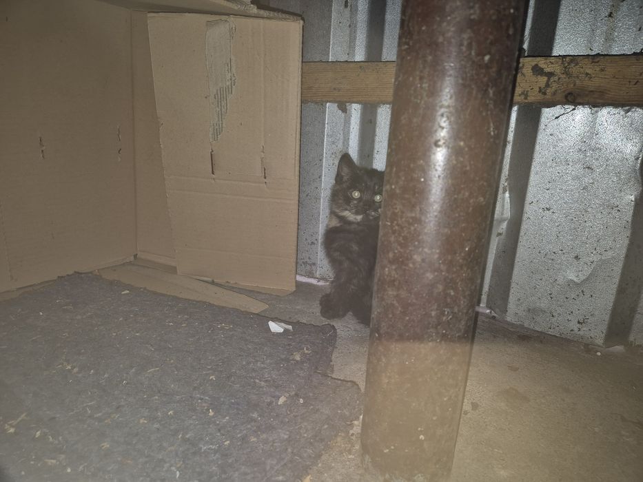 Кошенята в добрі руки