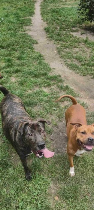 Aczi pies w typie amstafa. ur. w marcu 2022 radosny.