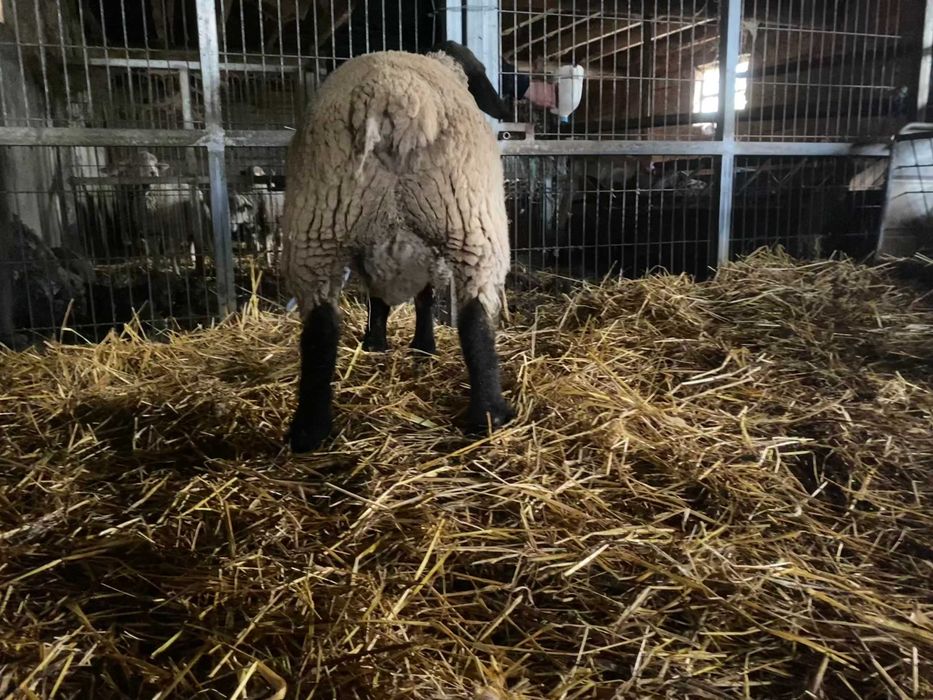 Carneiro Suffolk Puro, COM CERTIFICADO