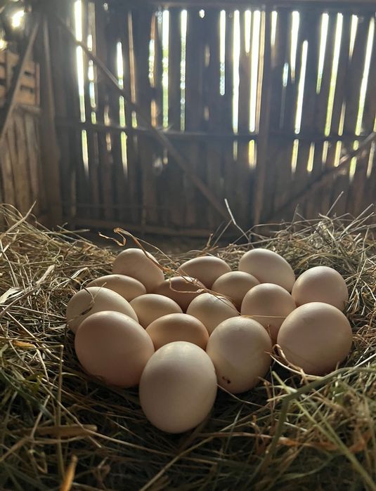 Jajka, jaja wiejskie 1,10 zł od kur z wolnego wybiegu