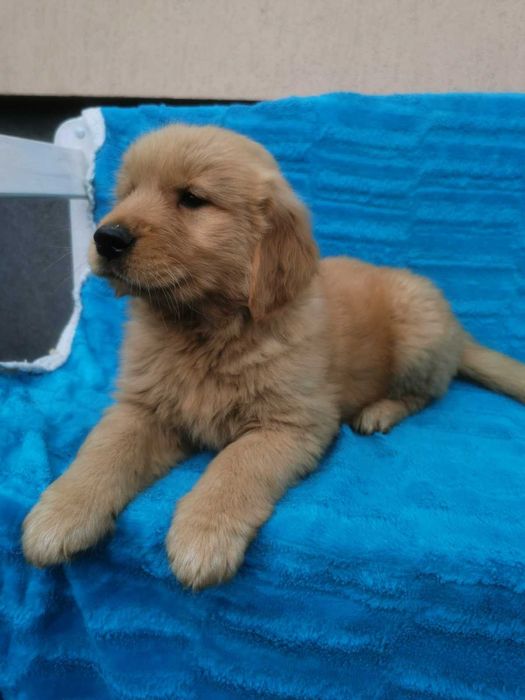 Golden Retriever - ciemno-złoty szczeniak