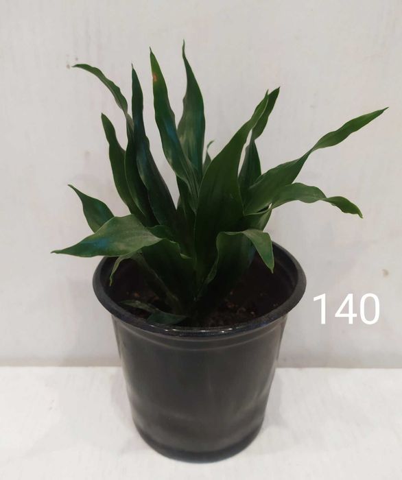 Драцена дерево счастья