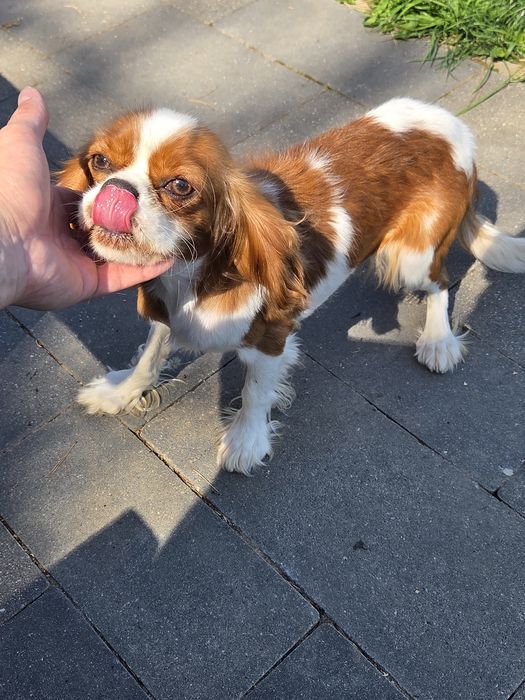 Cavalier King Charles Spaniel suka