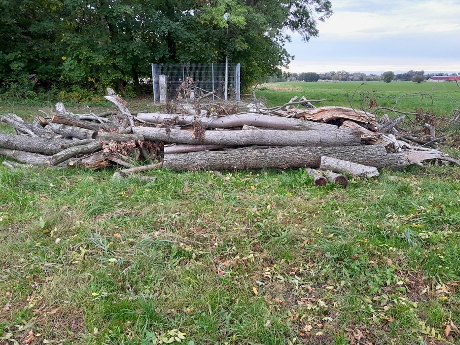 Drewno olcha pocięte klocki opał drzewo transport