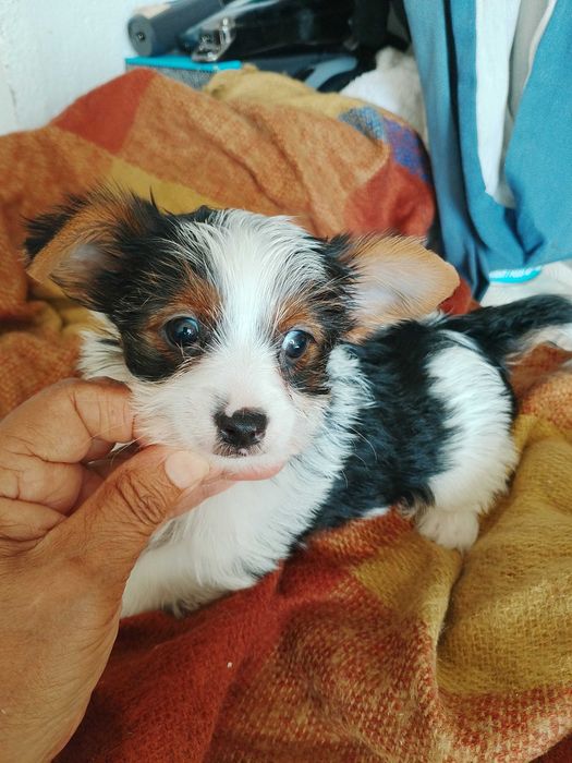 Biewer Terrier  Fêmea Super Miniatura
