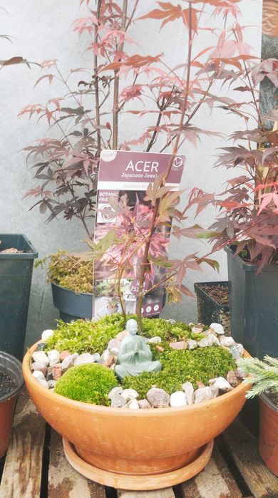 Kompozycja japońska - ogród japoński klon palmowy