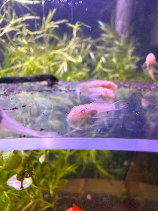 Ancistrus Albinos (Limpa fundos)