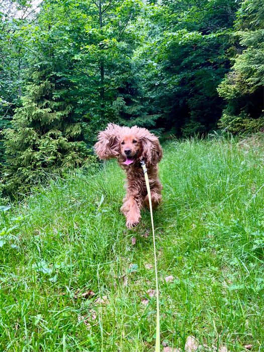 Cocker Spaniel z rodowodem 4 letni
