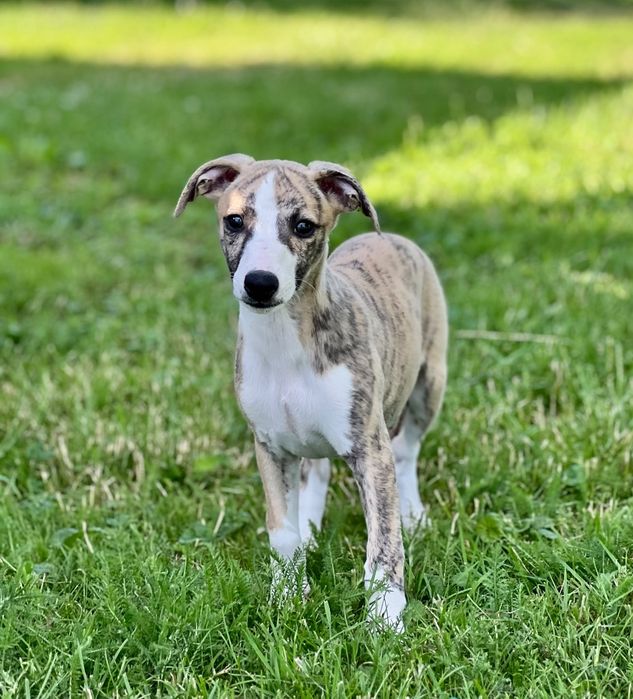 Chart Angielski-Whippet sunia Djuna*FCI