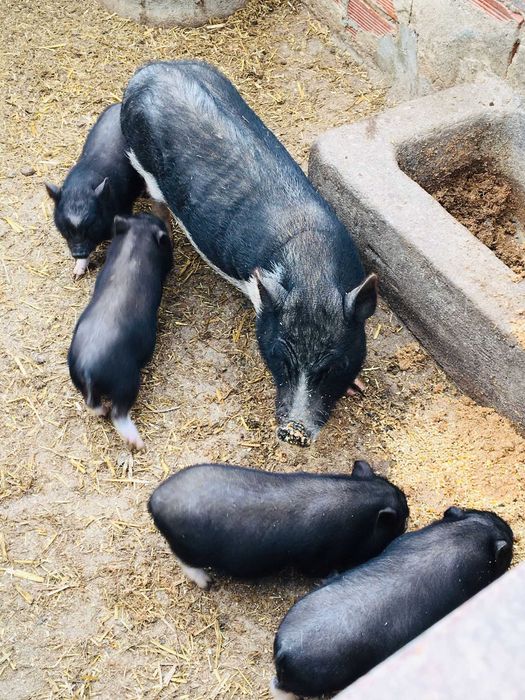 Porcos Vietnamitas - Animais de Quinta