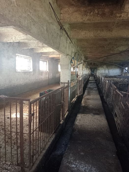 Продам свиноферми