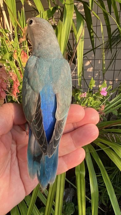 Agapornis domesticado