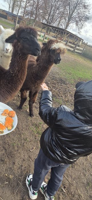 Sprzedam 3  alpaki - samce