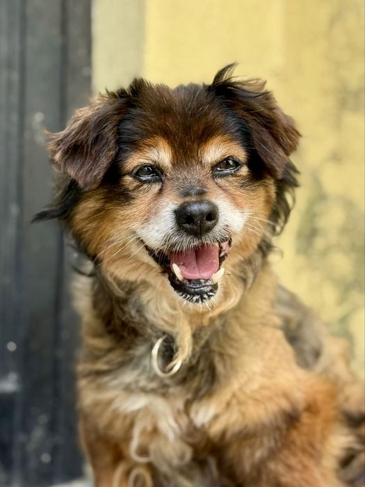 Cãozinho para adoção responsável