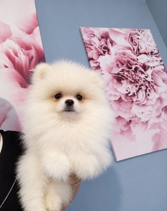 Piesek pomeranian