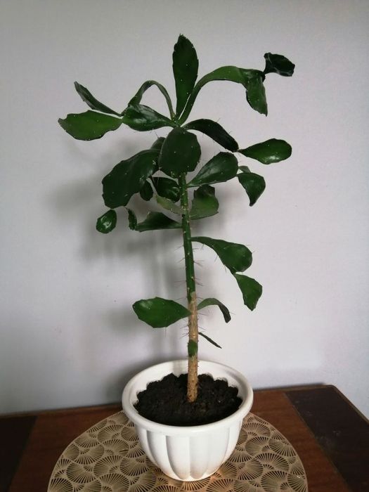 Кактус опунция бразильская, высота ствола 50 см