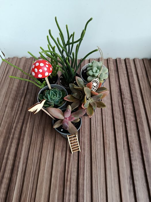 Conjunto de suculentas