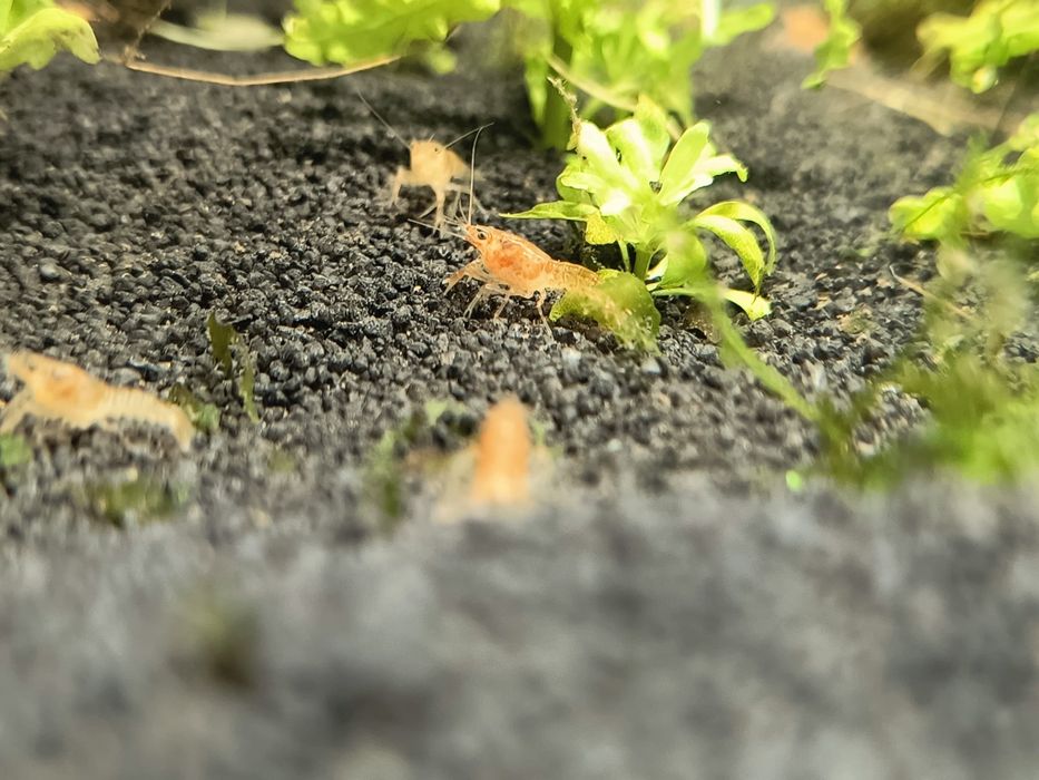 Raczek CPO ( Cambarellus Patzcuarensis Orange)