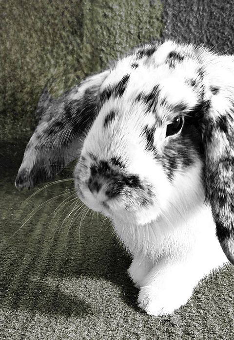 Królik Baranek Bernard