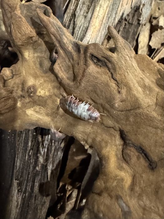 Armadillidium kulig skeleton, isopody 20 szt.