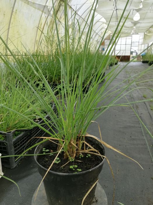 Trawa Sesleria jesienna