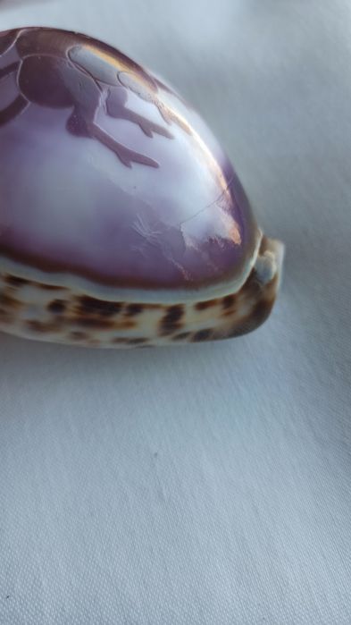Concha com signo "Touro" / seashell with zodiac sign "Taurus"457280832227911683