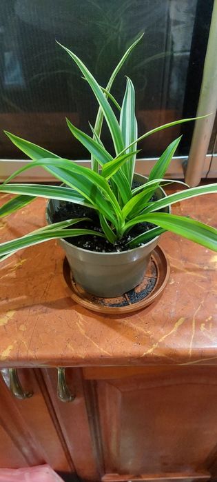 Сингониум пикси и рэд,бильбергия,шлюмбергера  ,эухариус,хлорофитум